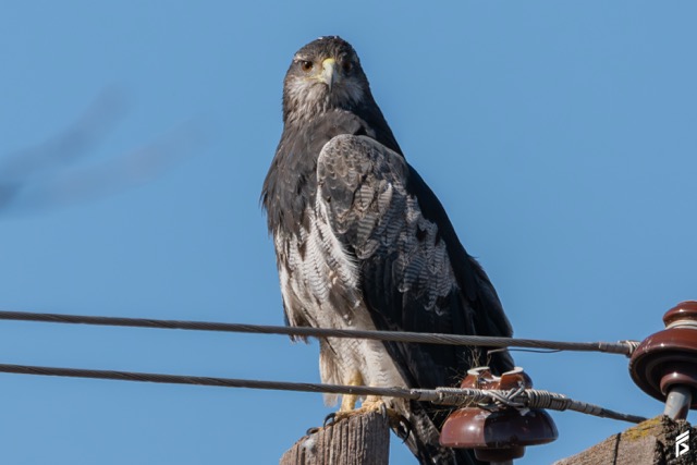 Águila Mora (Geranoaetus melanoleucus), fotografiada por Félix Santiago