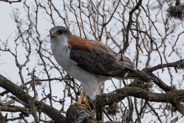 Aguilucho Ñanco (Geranoaetus polyosoma), fotografiada por Félix Santiago