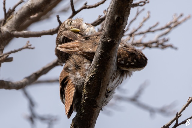 Caburé Grande (Glaucidium nana), fotografiada por Félix Santiago