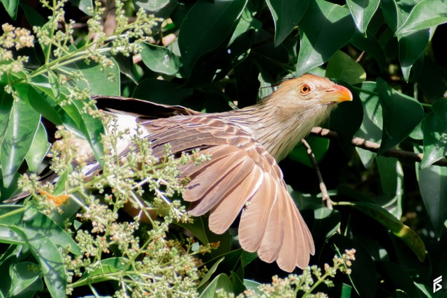 Pirincho (Guira guira), fotografiada por Félix Santiago