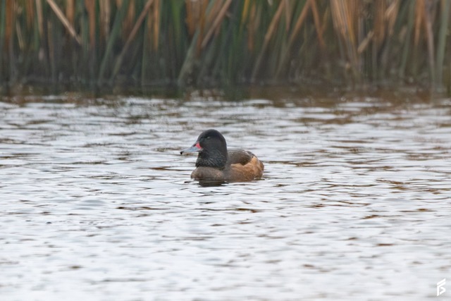Pato Cabeza Negra (Heteronetta atricapilla), fotografiada por Félix Santiago
