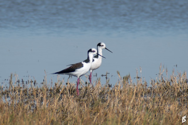 Tero-real (Himantopus mexicanus), fotografiada por Félix Santiago