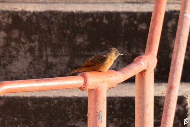 Birro Colorado (Hirundinea ferruginea), fotografiada por Félix Santiago