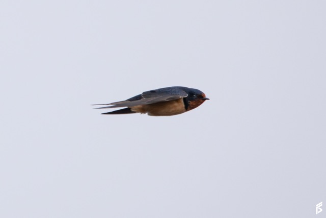 Golondrina Tijerita (Hirundo rustica), fotografiada por Félix Santiago