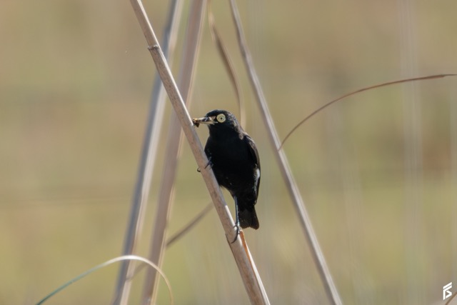 Pico de Plata (Hymenops perspicillatus), fotografiada por Félix Santiago