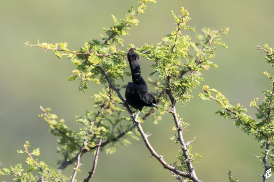 Boyerito (Icterus pyrrhopterus), fotografiada por Félix Santiago