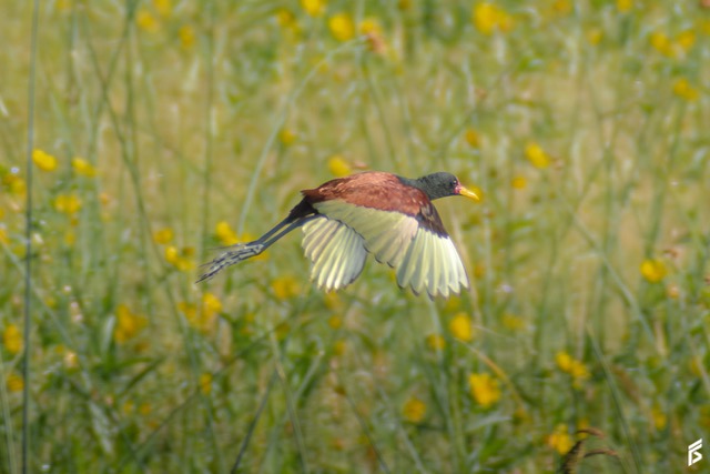 Jacana (Jacana jacana), fotografiada por Félix Santiago