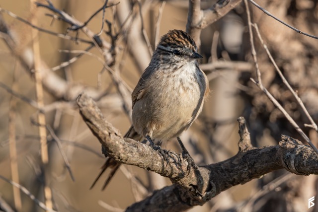 Coludito Cola Negra (Leptasthenura aegithaloides), fotografiada por Félix Santiago