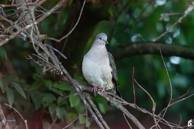 Yerutí Gris (Leptotila verreauxi), fotografiada por Félix Santiago