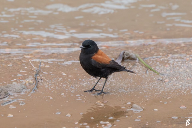 Sobrepuesto Austral (Lessonia rufa), fotografiada por Félix Santiago