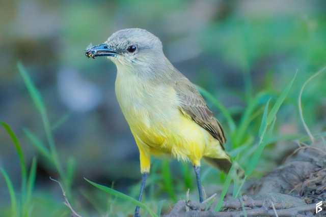 Picabuey (Machetornis rixosa), fotografiada por Félix Santiago