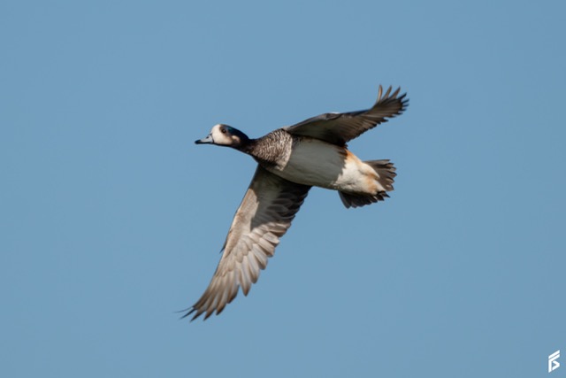 Pato Overo (Mareca sibilatrix), fotografiada por Félix Santiago