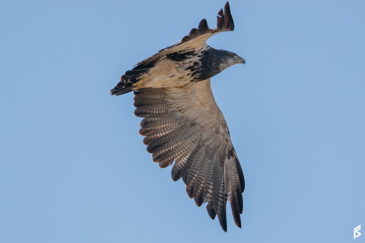 Águila Mora (Geranoaetus melanoleucus), fotografiada por Félix Santiago en Argentina