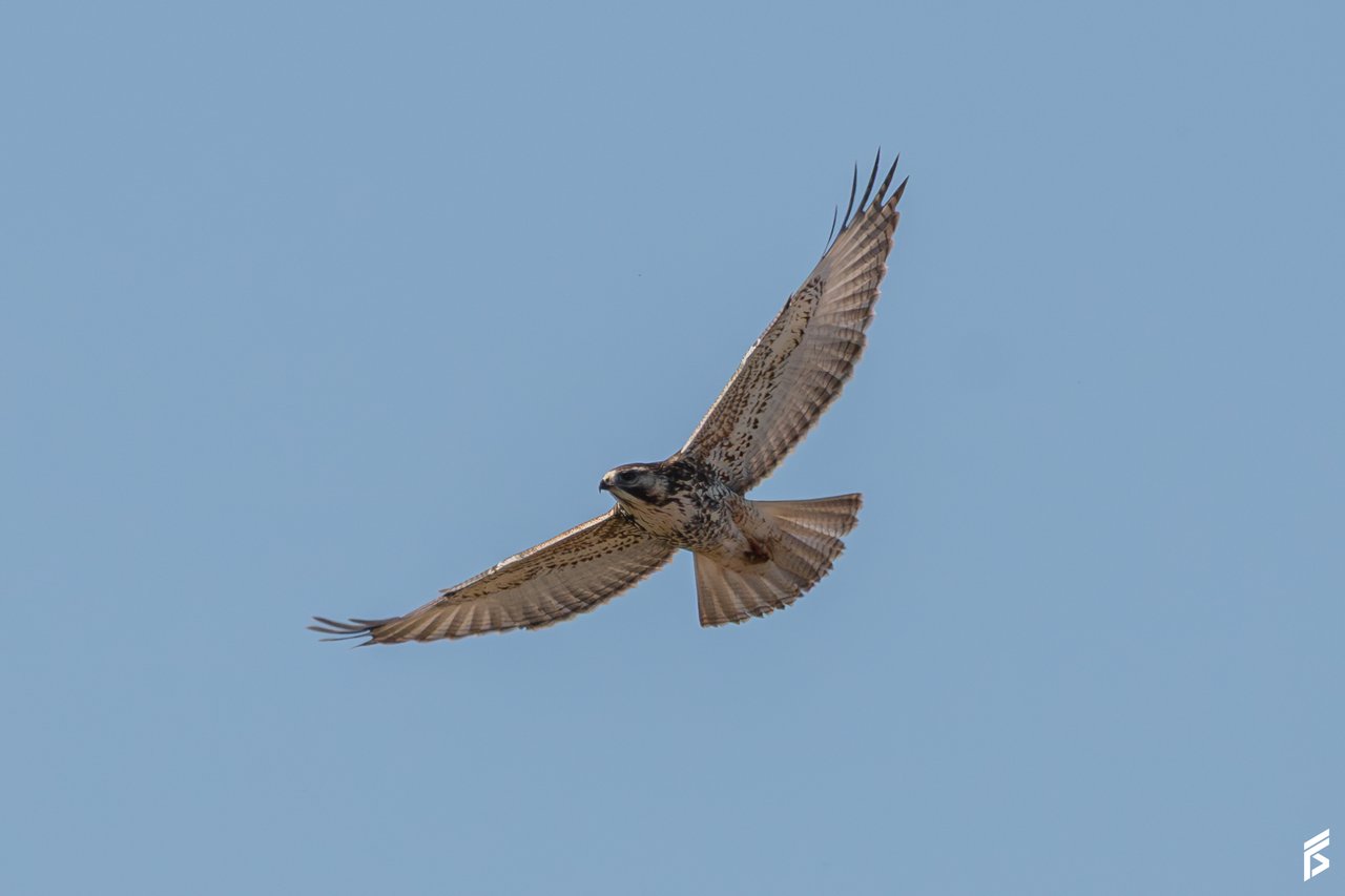 Aguilucho Ñanco (Geranoaetus polyosoma), fotografiada por Félix Santiago en Argentina