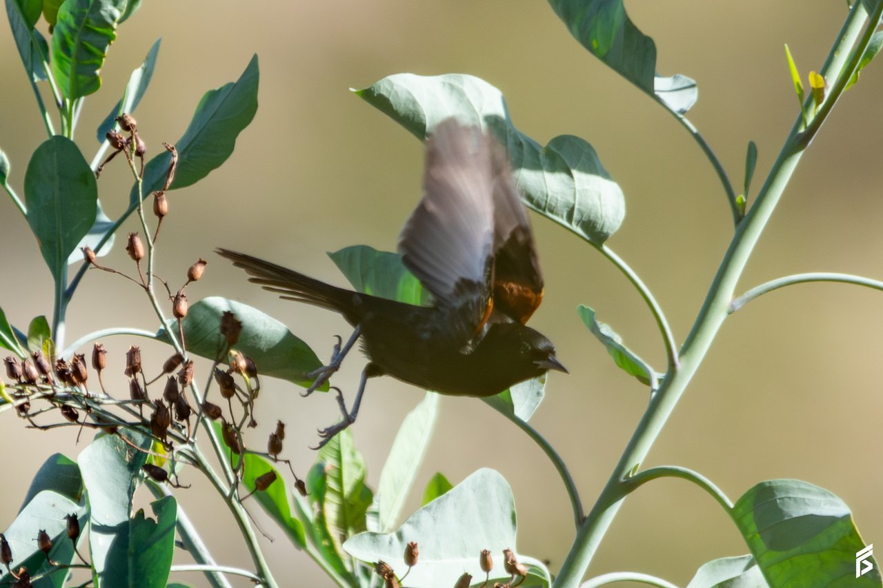 Boyerito (Icterus pyrrhopterus), fotografiada por Félix Santiago en Argentina