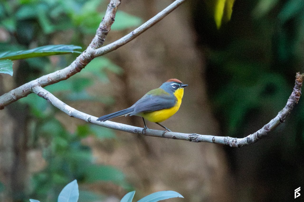 Arañero Corona Rojiza (Myioborus brunniceps), fotografiada por Félix Santiago en Argentina
