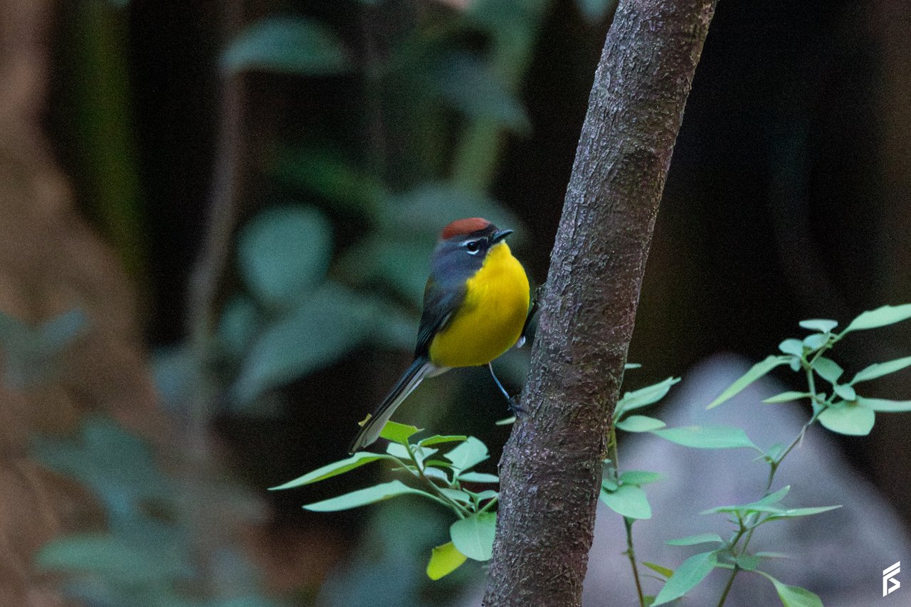 Arañero Corona Rojiza (Myioborus brunniceps), fotografiada por Félix Santiago en Argentina