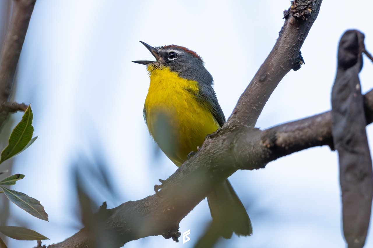 Arañero Corona Rojiza (Myioborus brunniceps), fotografiada por Félix Santiago en Argentina