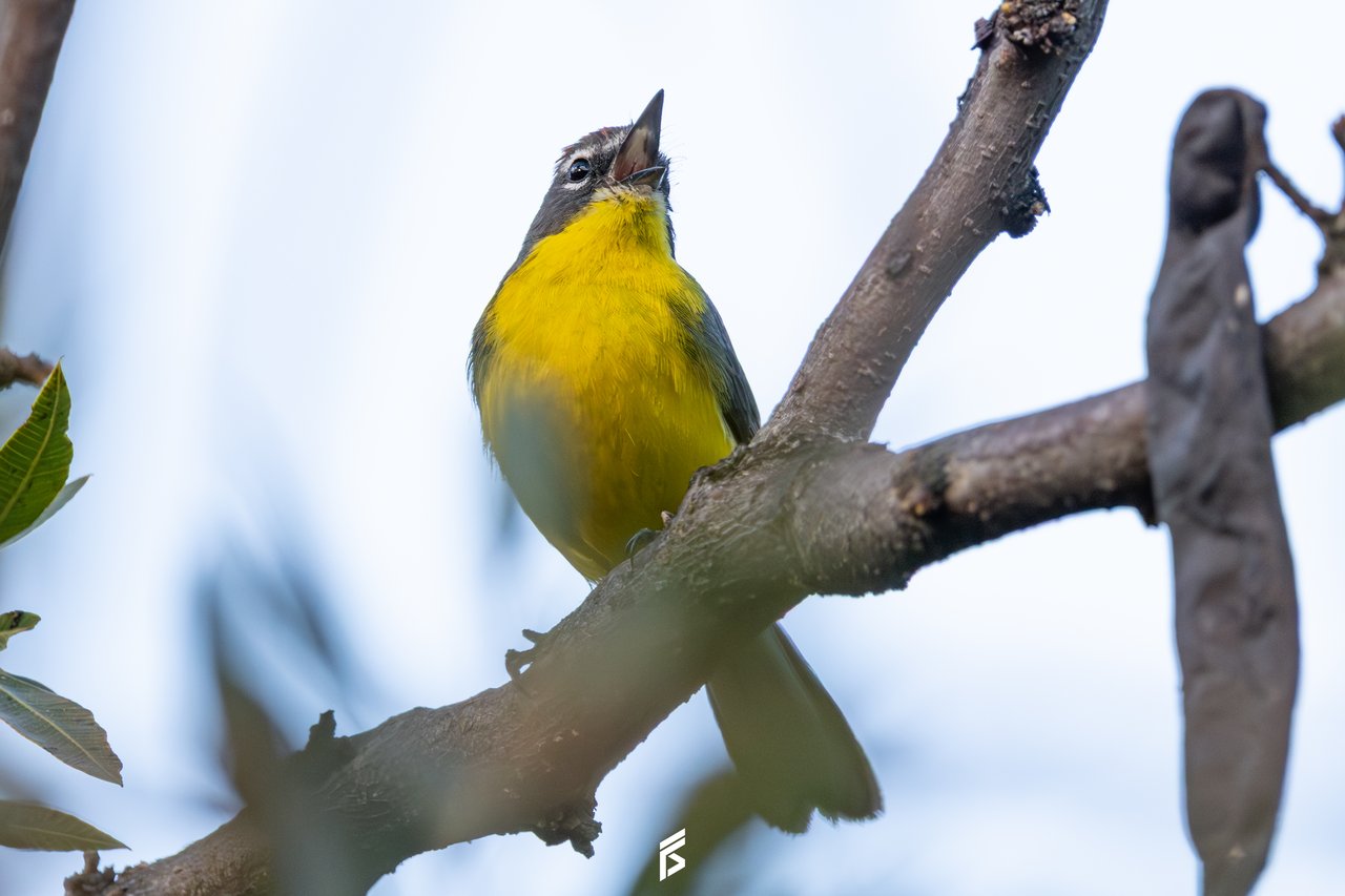 Arañero Corona Rojiza (Myioborus brunniceps), fotografiada por Félix Santiago en Argentina