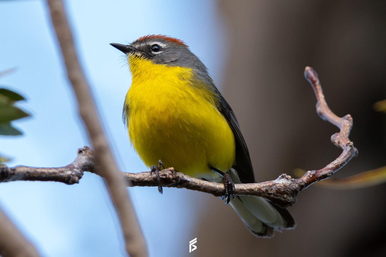 Arañero Corona Rojiza (Myioborus brunniceps), fotografiada por Félix Santiago en Argentina