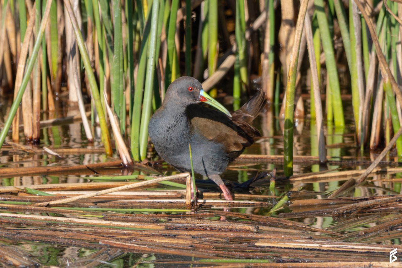 Gallineta Pico Pintado (Pardirallus sanguinolentus), fotografiada por Félix Santiago en Argentina