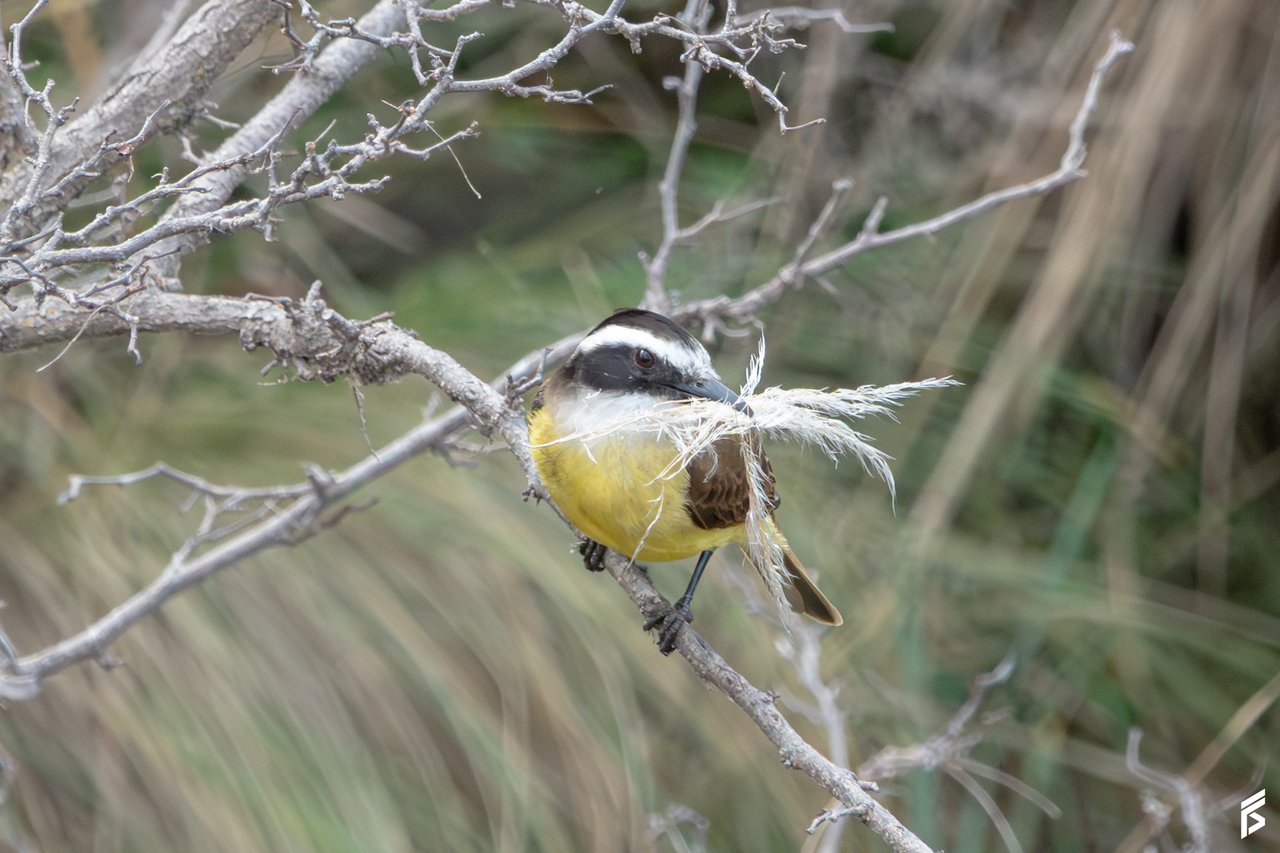 Benteveo (Pitangus sulphuratus), fotografiada por Félix Santiago en Argentina