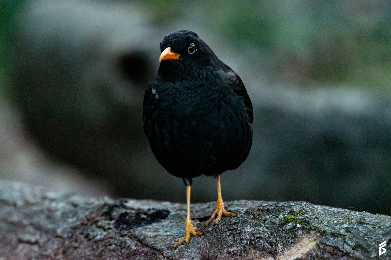 Zorzal Chiguanco (Turdus chiguanco), fotografiada por Félix Santiago en Argentina