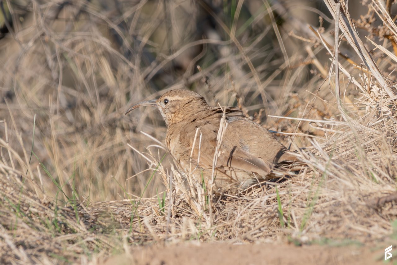Bandurrita Esteparia (Upucerthia dumetaria), fotografiada por Félix Santiago en Argentina