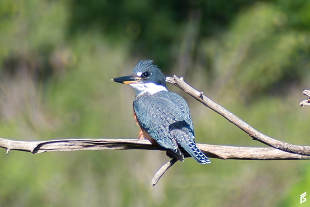 Martín Pescador Grande (Megaceryle torquata), fotografiada por Félix Santiago