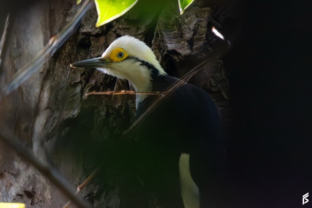 Carpintero Blanco (Melanerpes candidus), fotografiada por Félix Santiago en Argentina