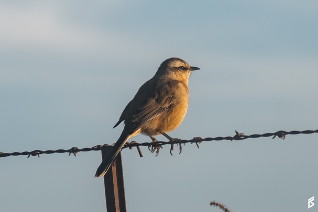 Calandria Mora (Mimus patagonicus), fotografiada por Félix Santiago