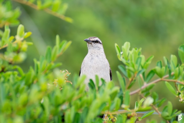 Calandria Grande (Mimus saturninus), fotografiada por Félix Santiago