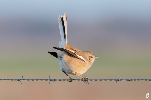Calandria Real (Mimus triurus), fotografiada por Félix Santiago