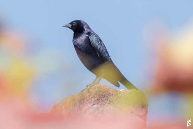 Tordo Renegrido (Molothrus bonariensis), fotografiada por Félix Santiago