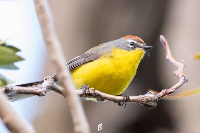Arañero Corona Rojiza (Myioborus brunniceps), fotografiada por Félix Santiago