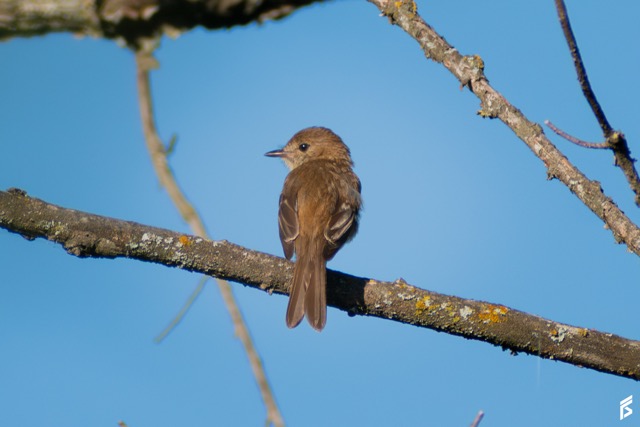 Mosqueta Estriada (Myiophobus fasciatus), fotografiada por Félix Santiago