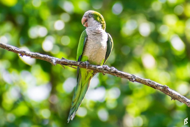 Cotorra (Myiopsitta monachus), fotografiada por Félix Santiago