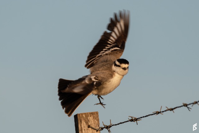 Monjita Coronada (Neoxolmis coronatus), fotografiada por Félix Santiago