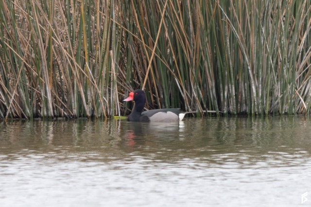 Pato Picazo (Netta peposaca), fotografiada por Félix Santiago