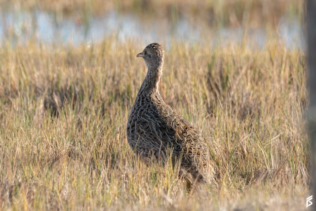 Inambú Campestre (Nothura maculosa), fotografiada por Félix Santiago