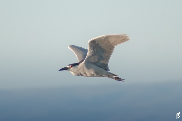 Garza Bruja (Nycticorax nycticorax), fotografiada por Félix Santiago