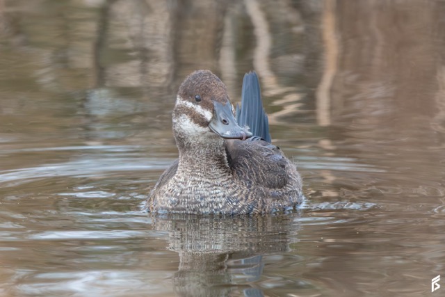 Pato Zambullidor Chico (Oxyura vittata), fotografiada por Félix Santiago