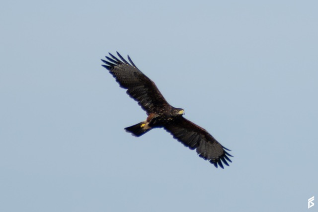 Gavilán Mixto (Parabuteo unicinctus), fotografiada por Félix Santiago