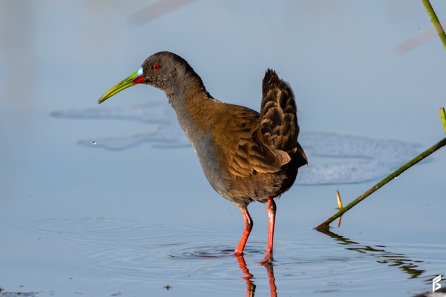 Gallineta Pico Pintado (Pardirallus sanguinolentus), fotografiada por Félix Santiago