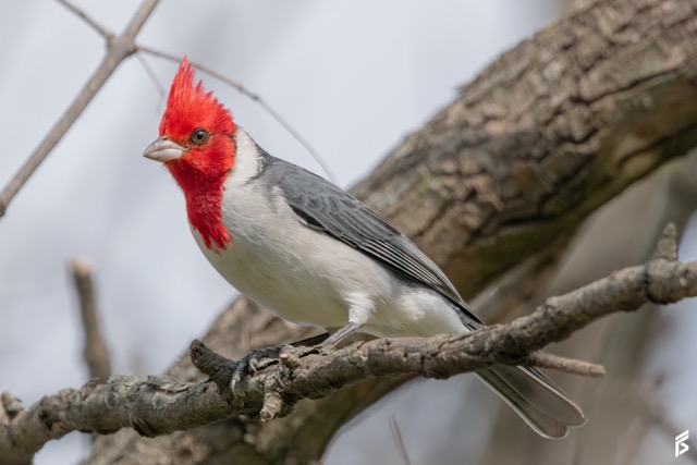 Cardenal Copete Rojo (Paroaria coronata), fotografiada por Félix Santiago