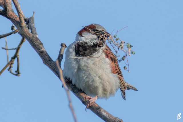 Gorrión (Passer domesticus), fotografiada por Félix Santiago en Argentina