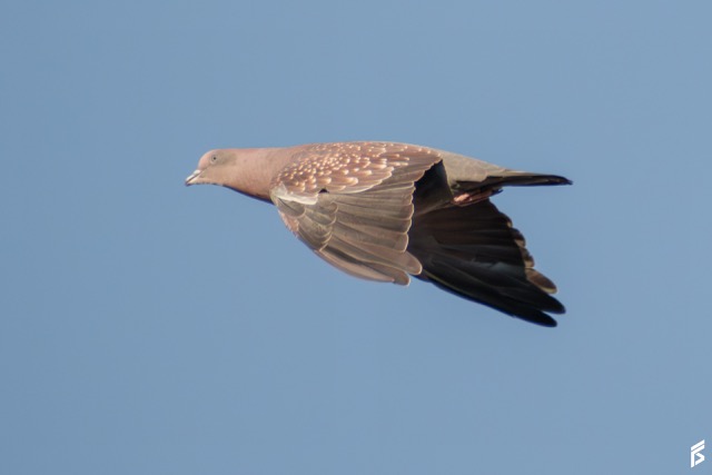 Paloma Manchada (Patagioenas maculosa), fotografiada por Félix Santiago