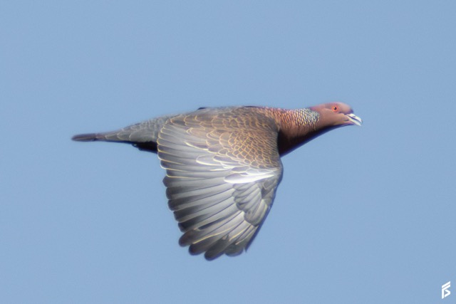 Paloma Picazuró (Patagioenas picazuro), fotografiada por Félix Santiago