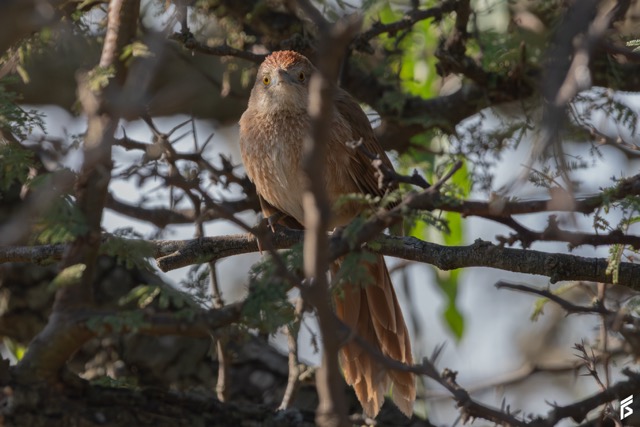 Espinero Pecho Manchado (Phacellodomus striaticollis), fotografiada por Félix Santiago