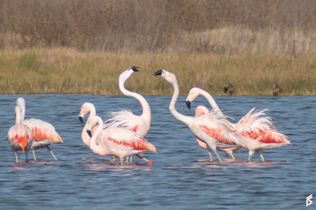 Flamenco Austral (Phoenicopterus chilensis), fotografiada por Félix Santiago